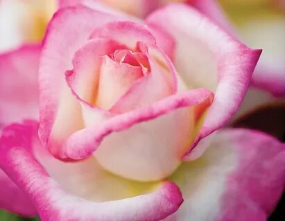 Star roses