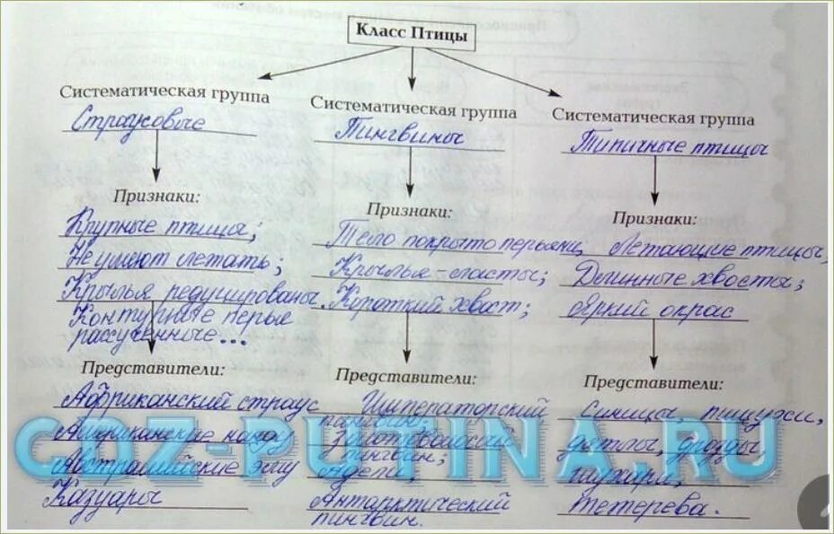 Таблица по биологии 8 класс птицы. Многообразие птиц таблица. Таблица птицы 7 класс. Отряды птиц. Многообразие птиц. Систематические группы птиц..