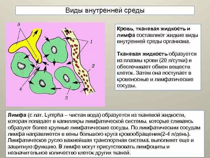 Взаимосвязь крови лимфы и тканевой жидкости. Кровь лимфа тканевая жидкость. Внутренняя среда организма схема. Кровь лимфа межклеточная жидкость. Межклеточная вода в организме