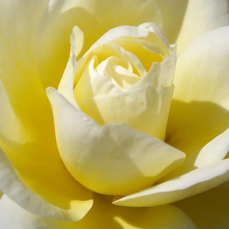 Pale Yellow. Розовый желтый благородный. Yellow pale Roses.
