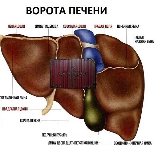 Печень имеет 2 поверхности: найдено 80 изображений