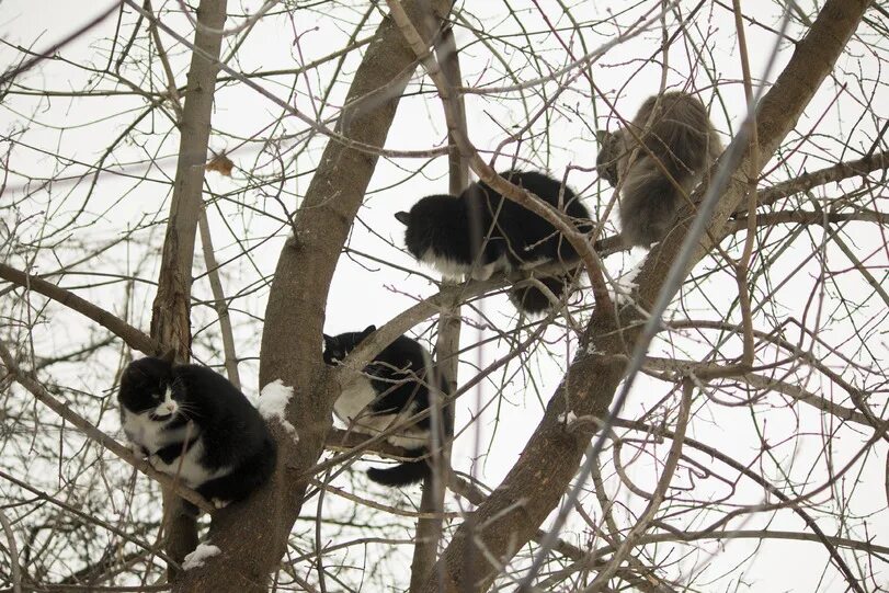 Котики на деревьях весной. Мартовский кот на дереве. Прилетела на дерево. Коты грачи прилетели. Коты прилетели.