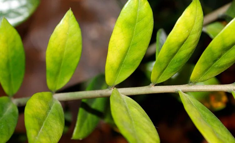 Почему желтеют листья у долларового дерева зимой. Замиокулькас leaf. солнечный ожог замиокулькас. желто-коричневый цвет листьев замиокулькаса. замиокулькас дырки в листьях.