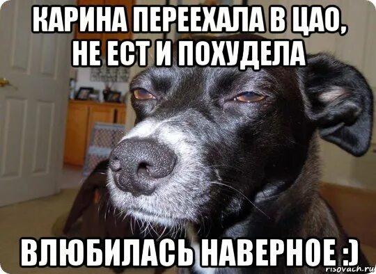Собака наверное. Мемы с собаками. мемы с псами. собачка из мема с кегой. мемы про собаку и кегу.