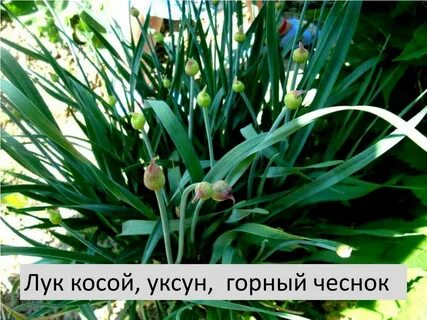 Лук косой