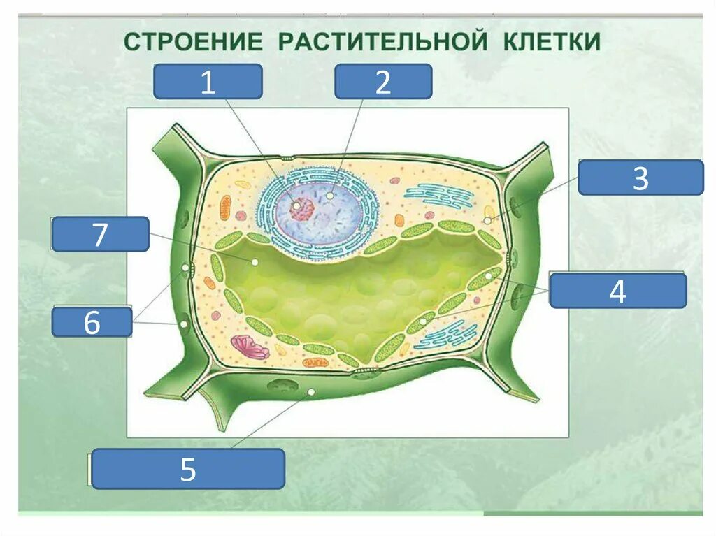 Какие части растительной клетки. Клетка растения по биологии 5 класс. Клетка растения 5 класс биология. Строение клетки растения. Строение растительной клетки 5 класс биология.