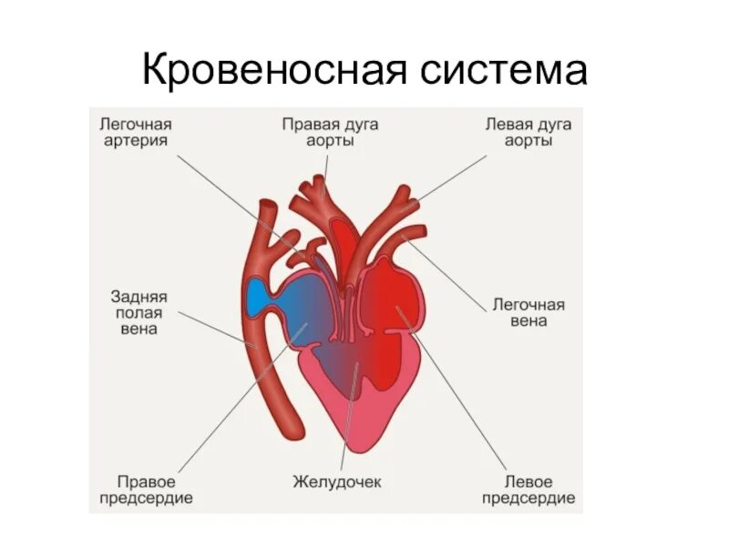 Строение сердца пресмыкающихся. Класс пресмыкающиеся кровеносная система. Схема строения кровеносной системы пресмыкающихся. Строение кровеносной системы и сердца рептилии.