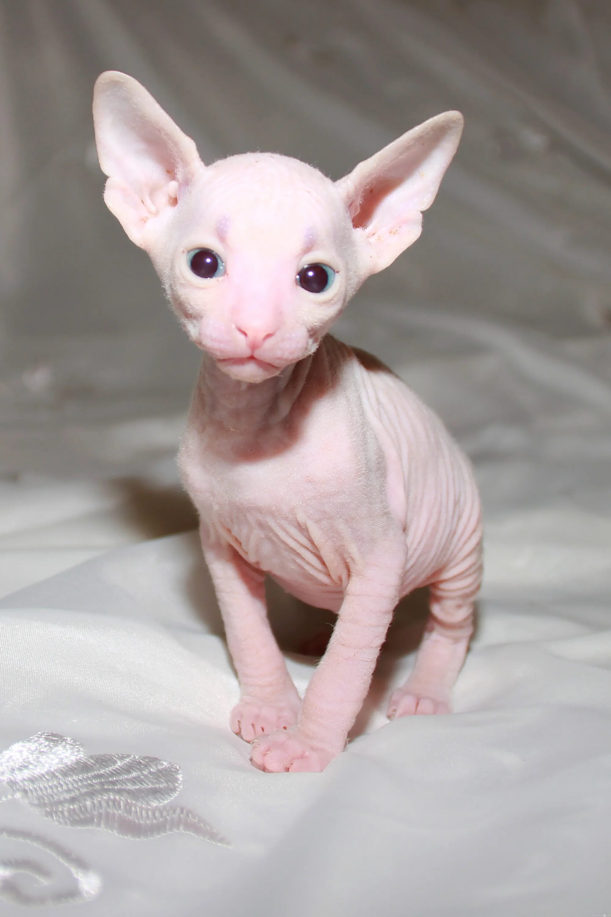 Pin on barebottom sphynx