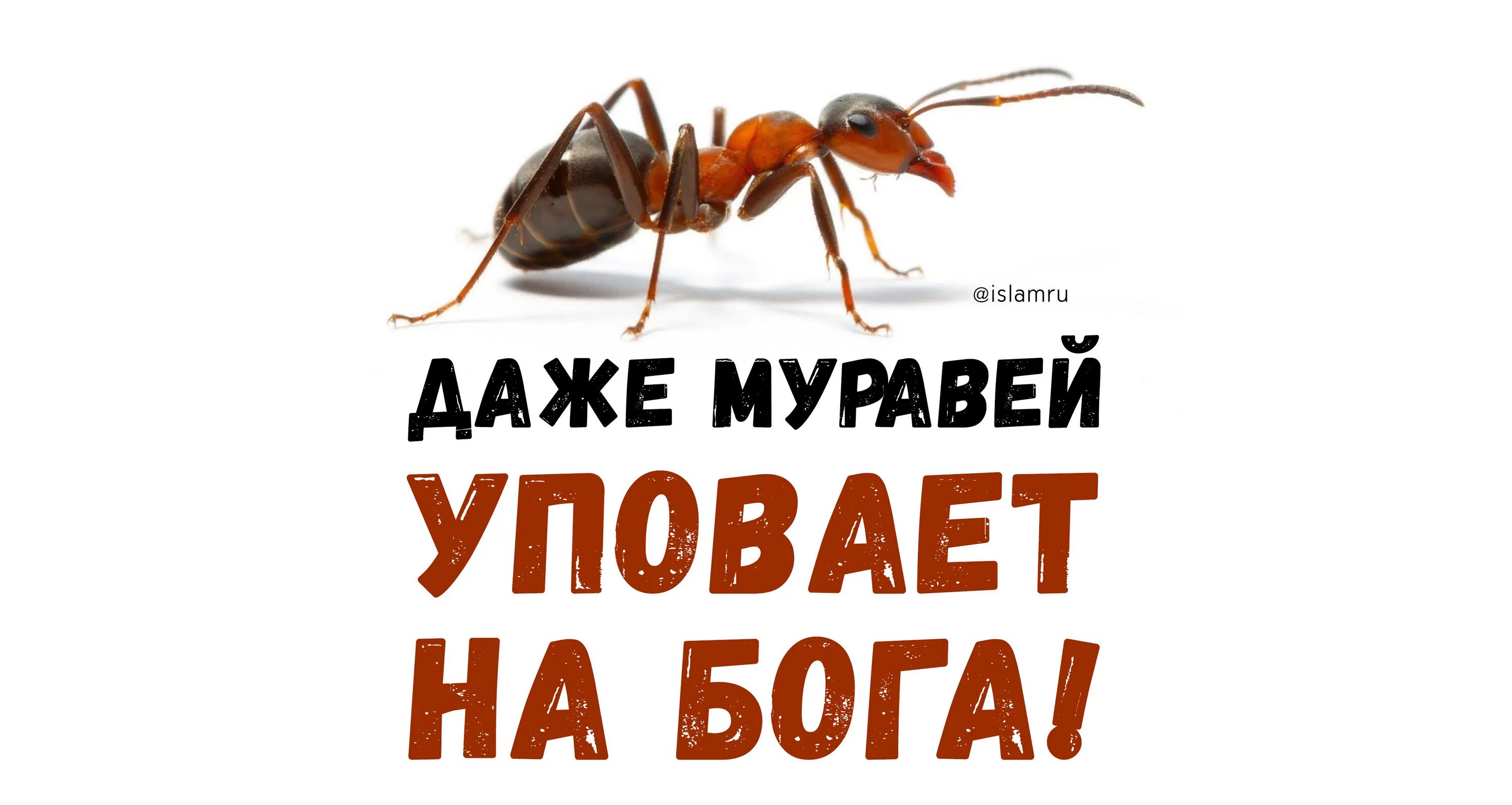 Сулейман муравьи. Сулейман муравьи. Разноцветные муравьи. Золотой муравей. Муравьи в исламе.