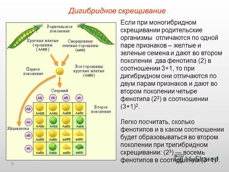 Соотношение генотипов при скрещивании двух гетерозигот. Соотношение фенотипов характерное. Соотношение фенотипов при скрещивании двух. Соотношение фенотипов. Соотношение генотипов при неполном доминировании.