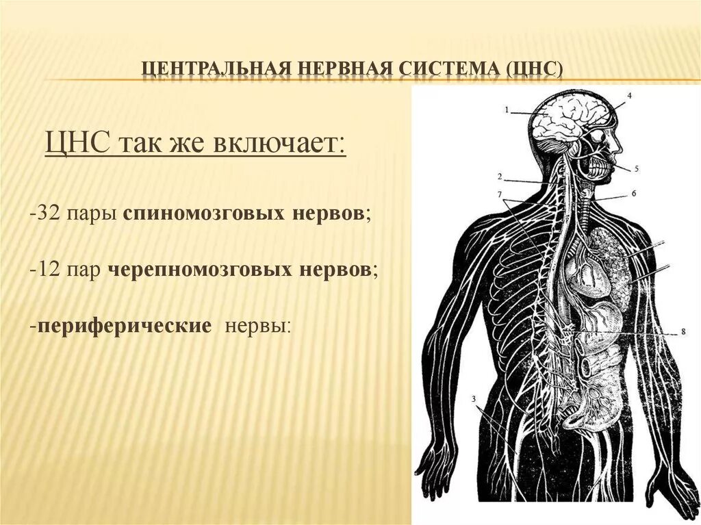 Что является центром нервной системы. Центральная нервная система. Синтралние нервная система. Структура ЦНС человека. Центральная нервная система (ЦНС).