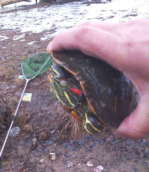 Можно черепахам яблоки. Красноухая черепаха в реке. Речка Анапка красноухая черепаха. Черепахи Смоленские. Красноухая черепаха зимой в пруду.