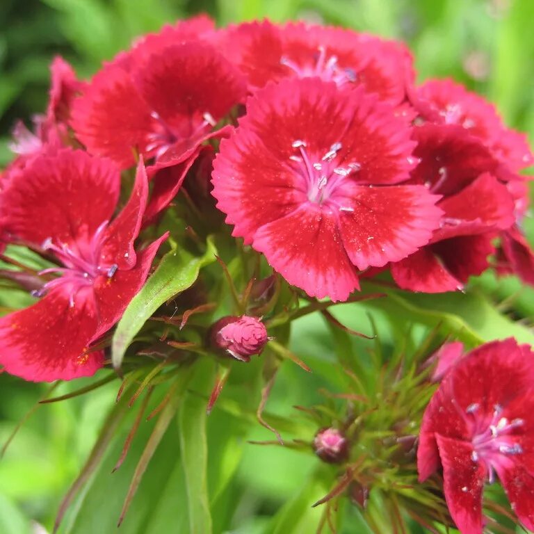 Гвоздика бородатая. Гвоздика Барбатус белая. Гвоздика Dianthus (р) 'Helen'. Гвоздика бородатая (Dianthus barbatus) Green Trick - зелёный фокус. Гвоздика бородатая рассада