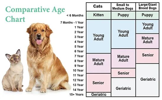 Dog age. Age of Cats Chart. Dog age 9 years. Pet age