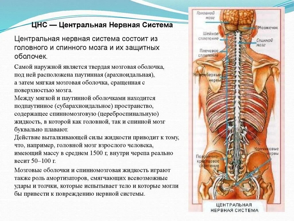 Центральная нервная система состоит из. Центральная нервная система состоит из спинного и головного. Центральная нервная система состоит из спинного и головного мозга. Центральная нервная система это кратко.
