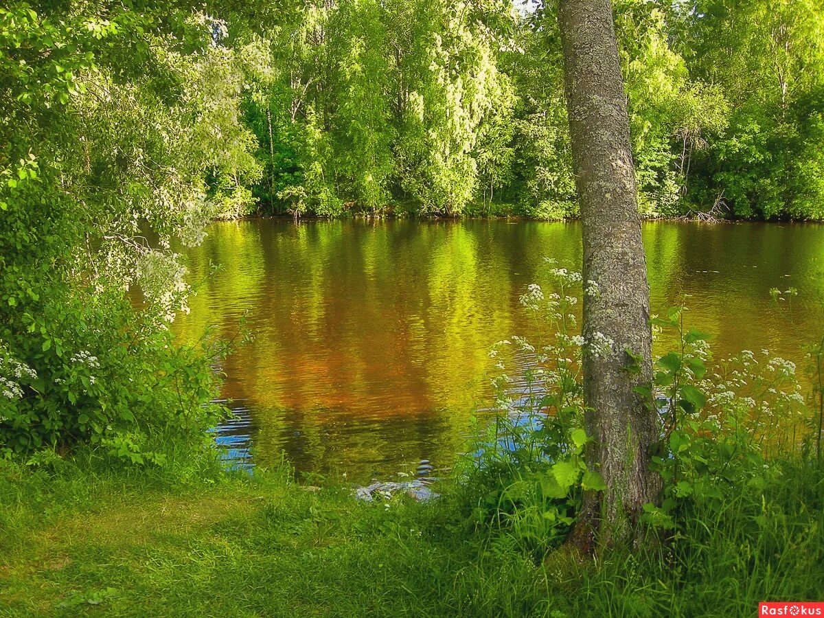 Бережок реки. Бережок речки. Тенистый берег. Бережок зеленеющий. У реки на Бережок.