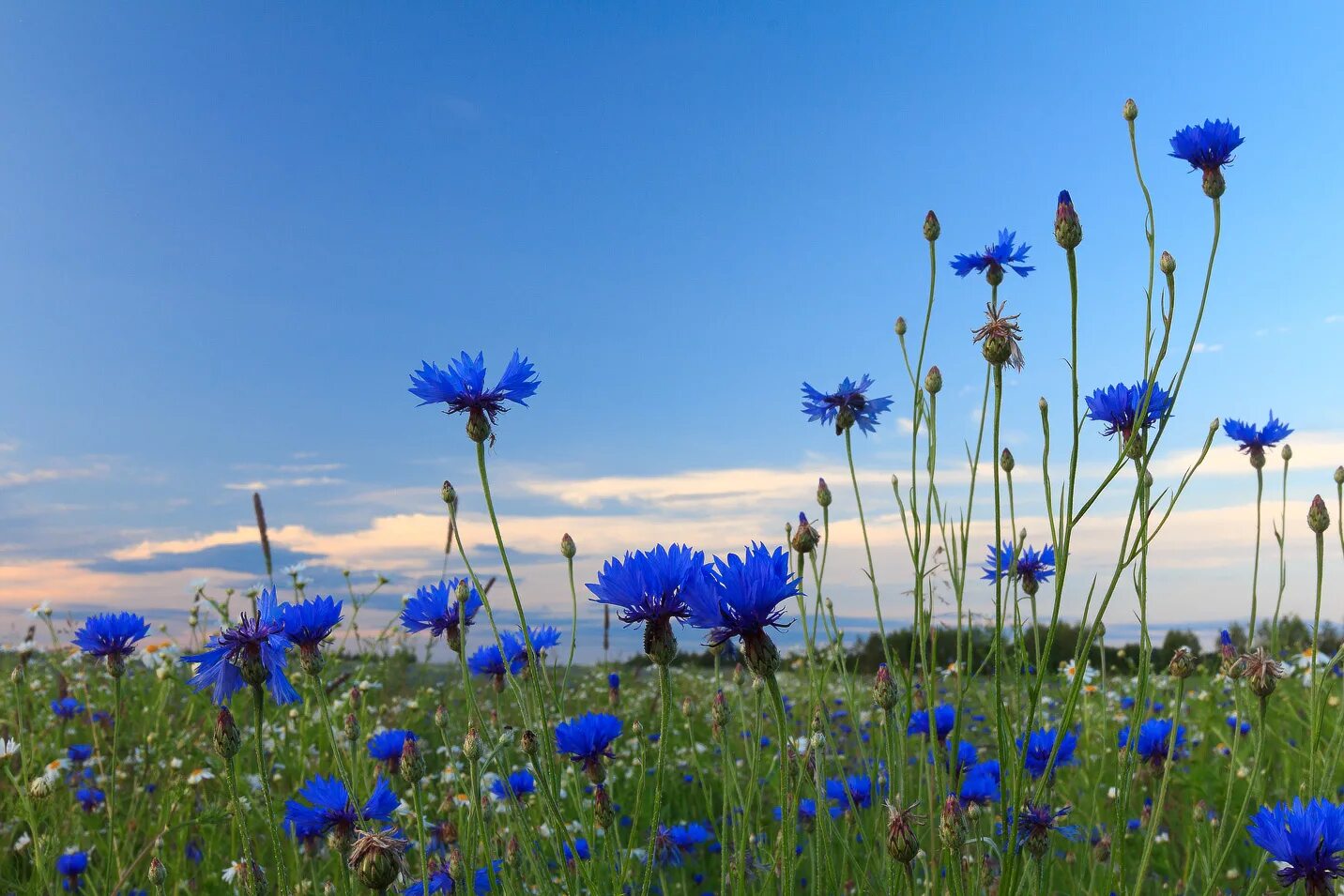 ромашково васильковое поле. прокудин-горский васильки во ржи. разбрелись возле тихой реки васильки васильки. ромашко васильковое поле. васильковое поле ильинского района пермского края-.