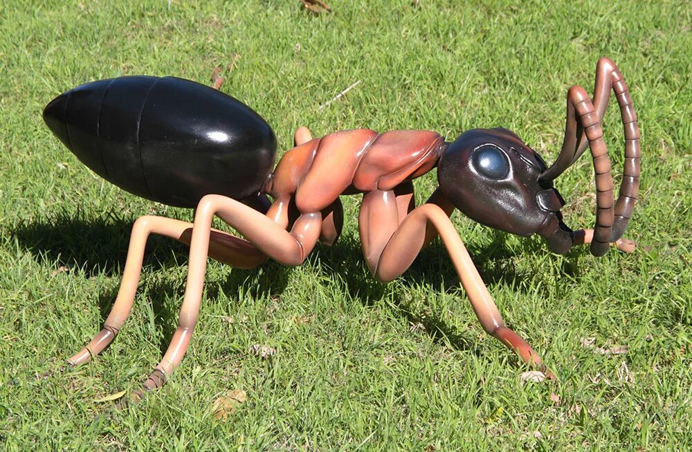 Динозавровый муравей. Муравьи Dinoponera gigantea. Муравей Голиаф. Африканский муравей гигант. Гигантский амазонский муравей.
