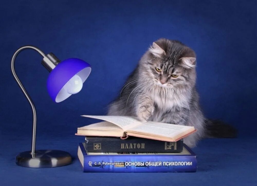 О коте ученом
