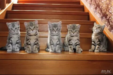 Котята в могилеве
