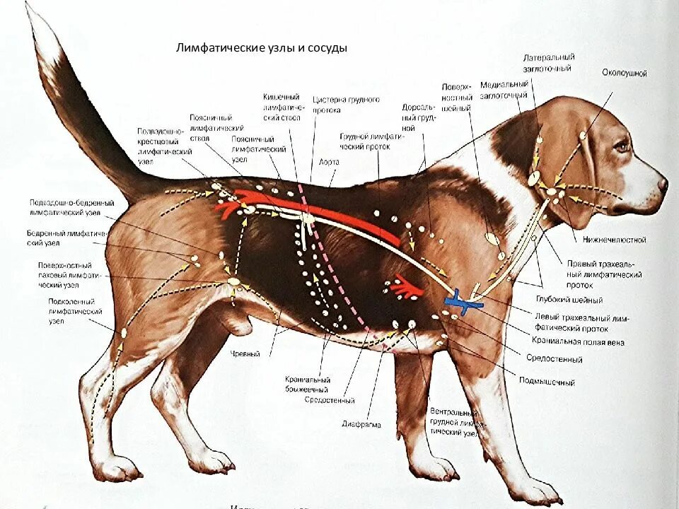 Анатомия собаки лимфатическая система. Лимфоузлы собаки анатомия. Где у собак лимфоузлы находятся на шее. Лимфатические узлы собаки анатомия. Увеличены лимфоузлы у собаки