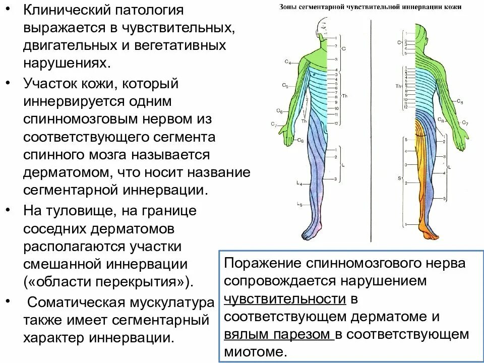 Сплетения спинномозговых нервов схема. Спинномозговые сплетения таблица. Сплетения спинномозговых нервов таблица. Спинномозговые нервы сплетения.