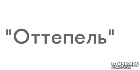 Оттепель песня текст