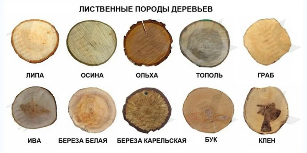 Примеры среза. Ольха порода дерева. Породы дерева для срезов. Лиственные породы древесины. Спилы различных пород дерева.