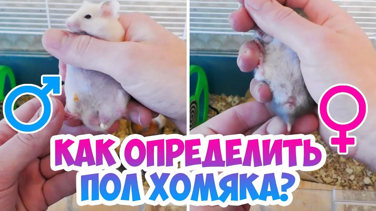 Джунгарский хомячок / Джунгарик - "Жили-были хомяки!!! Расскажу, как определить 