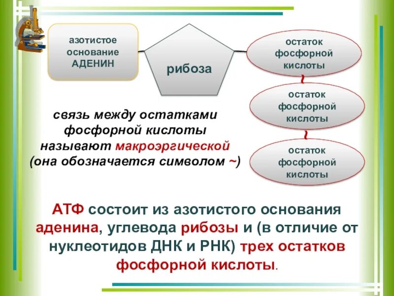 Рнк остаток фосфорной. Рнк остаток фосфорной