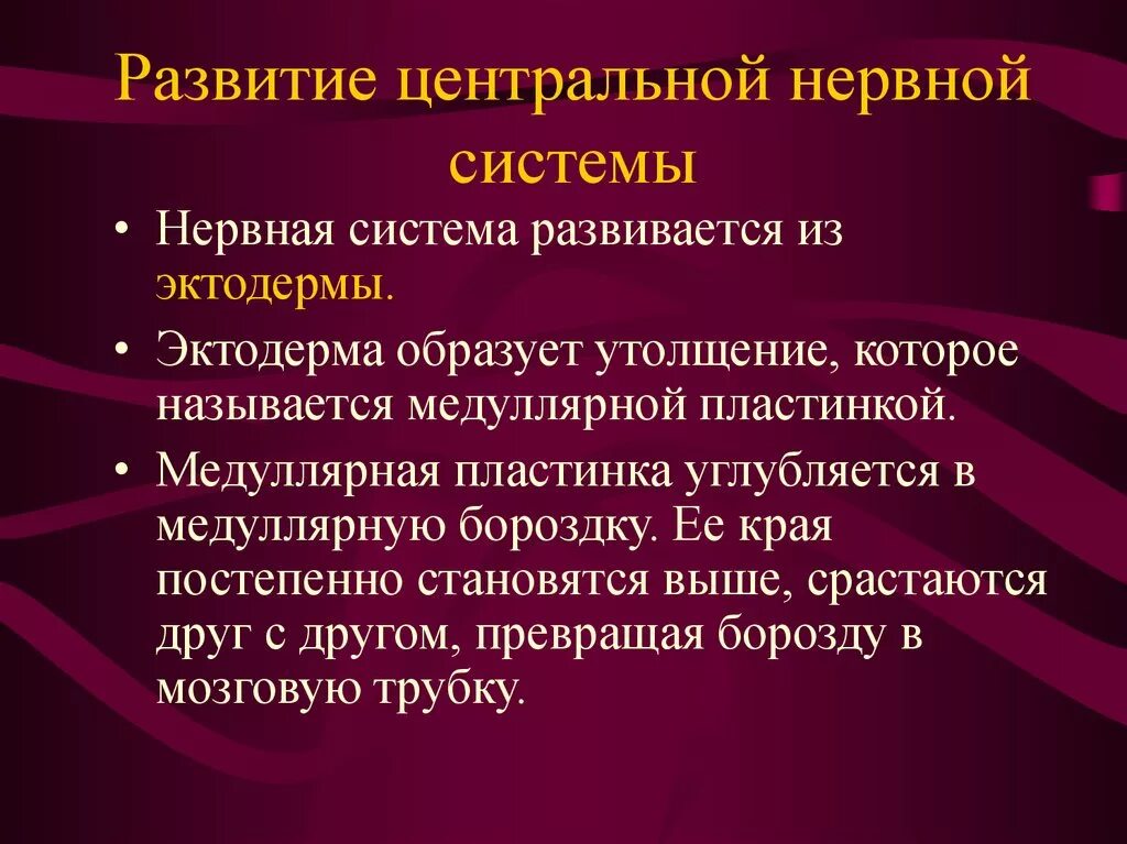 Развитие нервной системы и поведения. Развитие ЦНС. Развитие ЦНС кратко. Этапы формирования ЦНС. Основные стадии развития ЦНС человека.