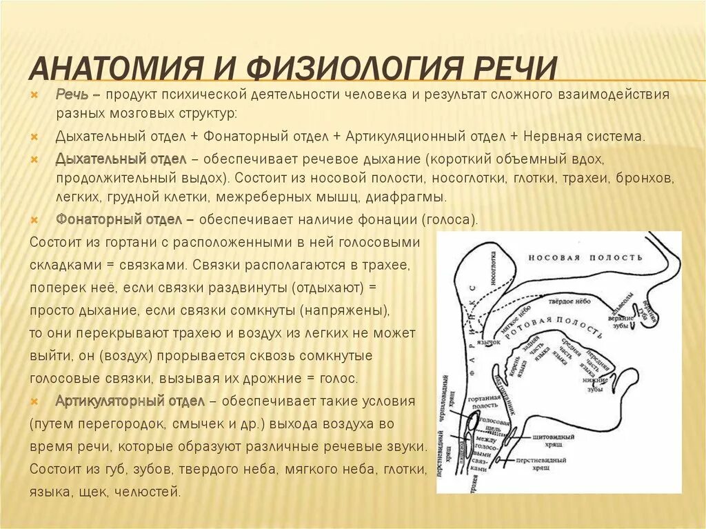 Какие функции выполняет речь человека. Физиология речи. Речь анатомия. Анатомия и физиология речи. Анатомия и физиология органов речи.