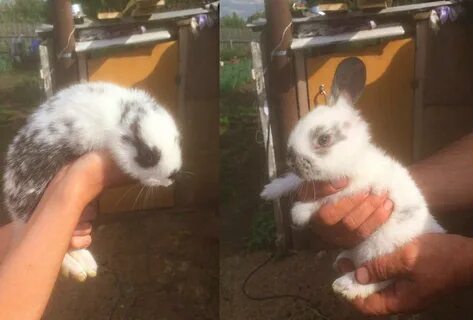 Кролики без крольчихи