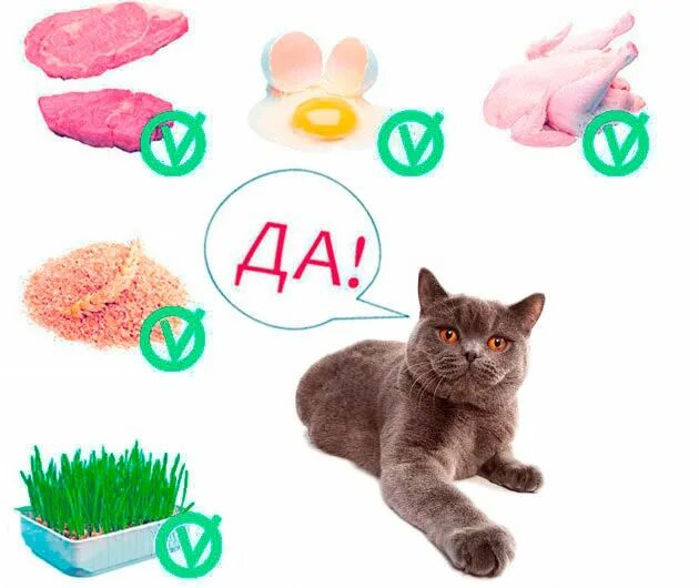 1xpet как правильно кормить беременную кошку