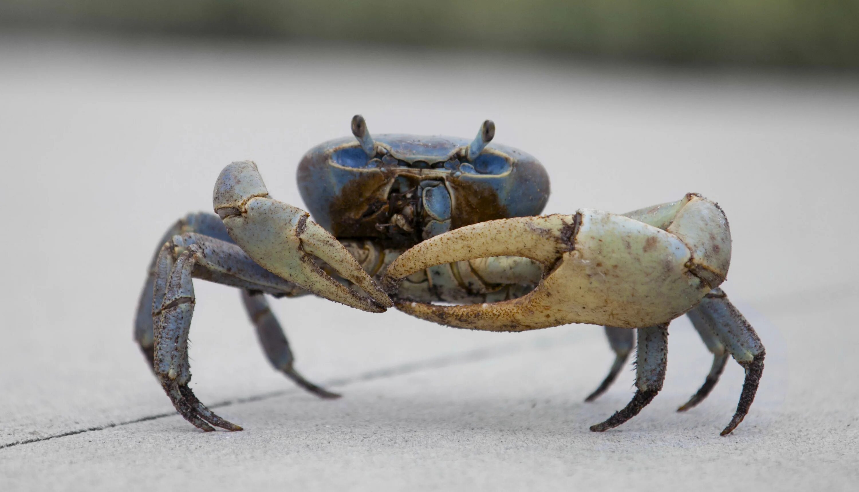 Crab people