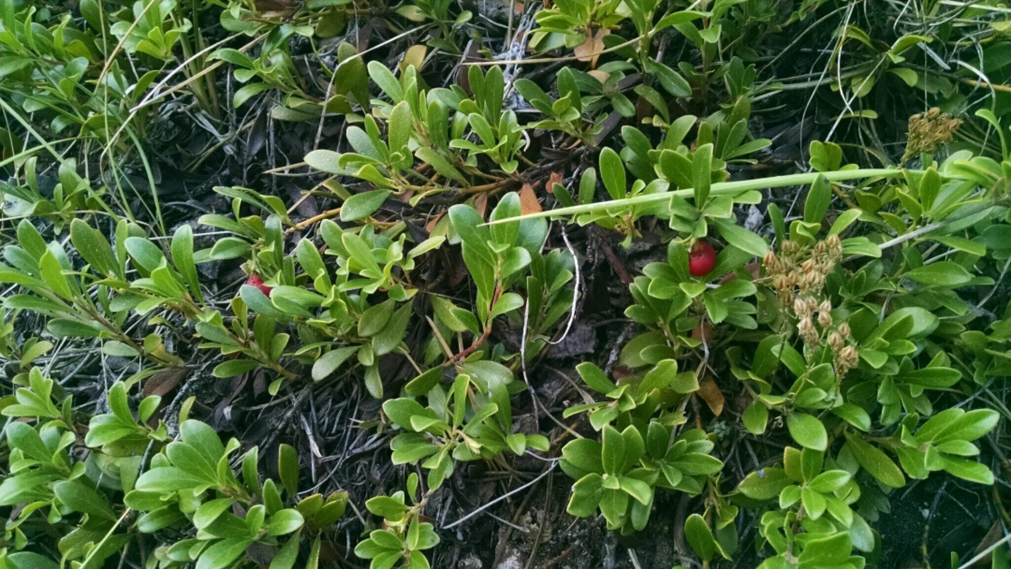 File:Common bearberry ("Kinnikinnick", Arctostaphylos uva-ursi) - fruits and lea