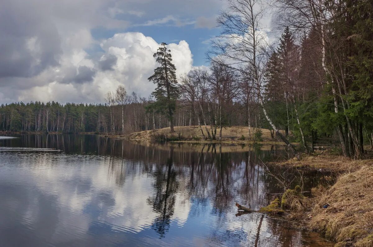 осиновая роща вода
