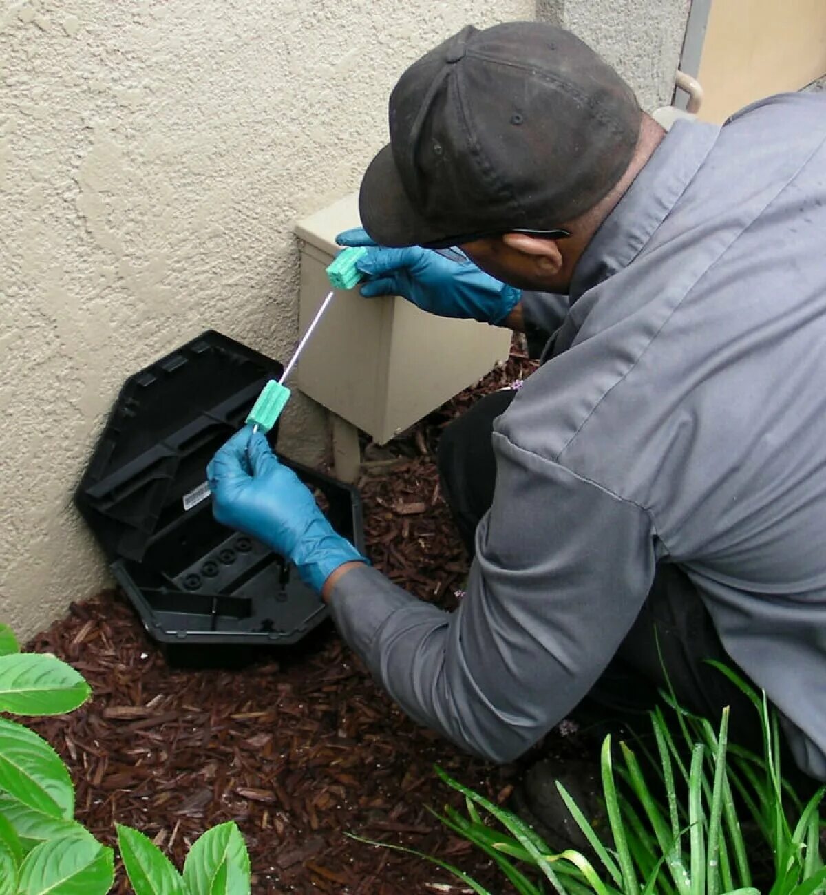 дезинфекция от грызунов