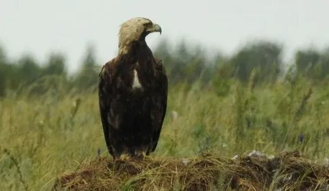 Орел курганская область