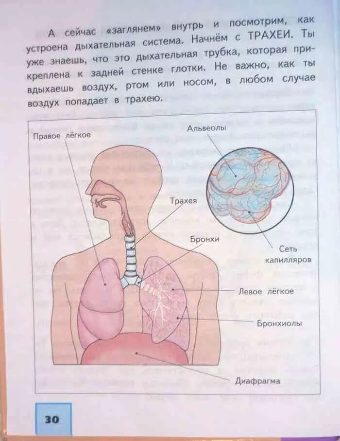 Мир 4 класс 2 часть. Окружающий мир 4 класс Федотова. Учебник окружаещева мира 4 класс 2 часть.