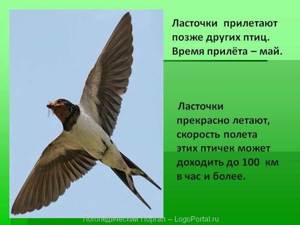 Ласточка. Сведения о Ласточках. Рассказать о Ласточке. Описание ласточки. Как ласточку называли в старину