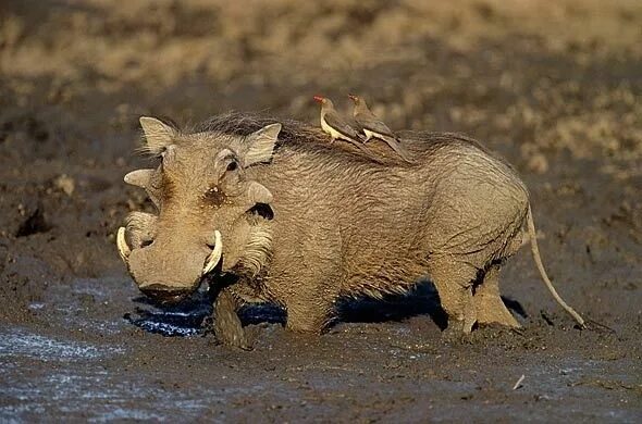 Vortesvin Pete SafarisPete Safaris