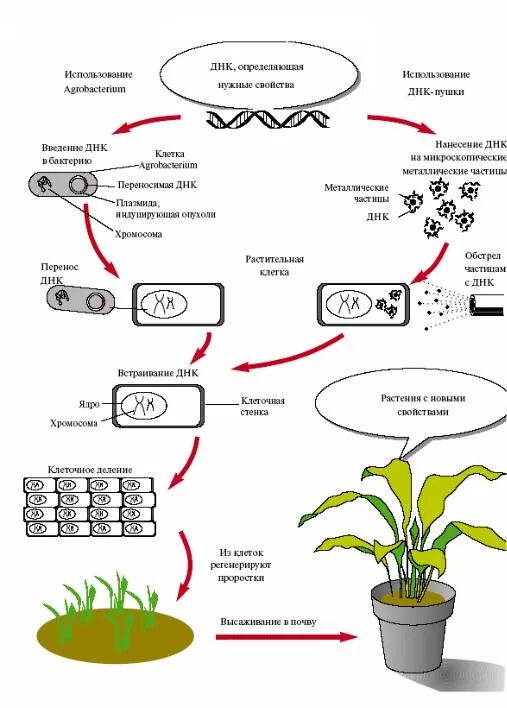 Схема получения трансгенных растений. Получение трансгенов схема. Генная инженерия растений схема. Генетическая инженерия растений схема. Какого растения получают инновационный ингредиент филобиома актив