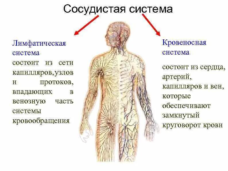 Лимфатическая система строение лимфатических сосудов. Строение кровеносной и лимфатической системы таблица. Тип лимфатической системы схема. Лимфатическая система человека таблица 8 класс. Где находятся кровеносные и лимфатические сосуды