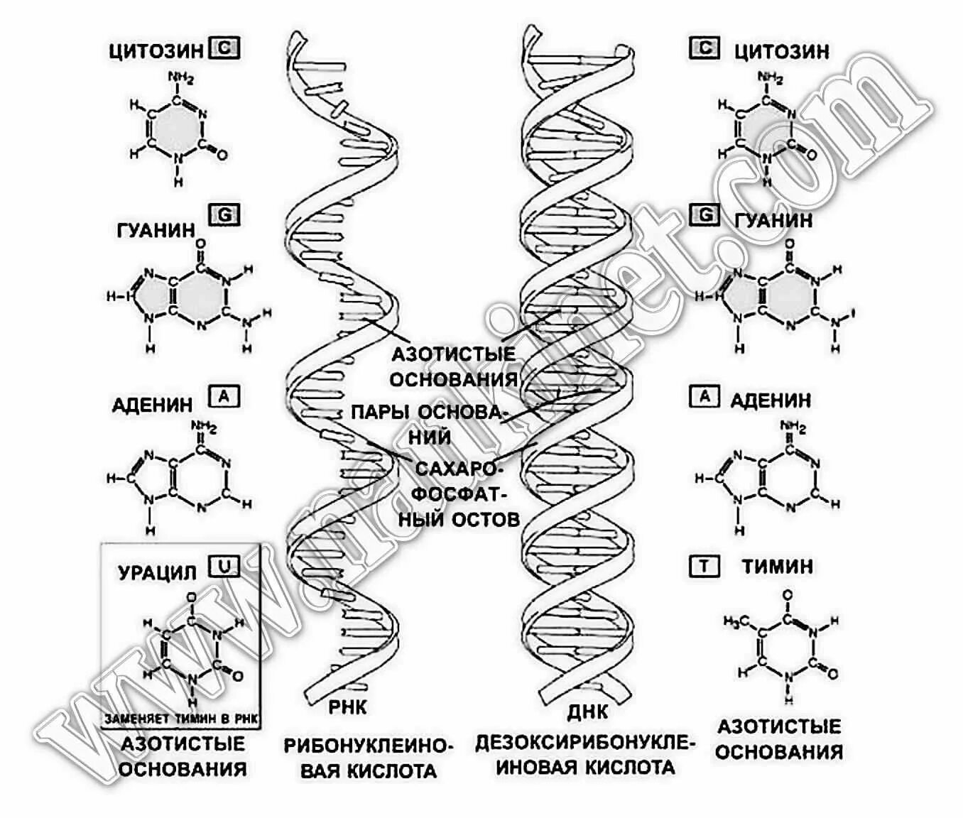 Структура молекулы ДНК И РНК. Строение молекулы ДНК И РНК кратко. Четыре азотистых основания РНК. Цепочка ДНК аденин Тимин.