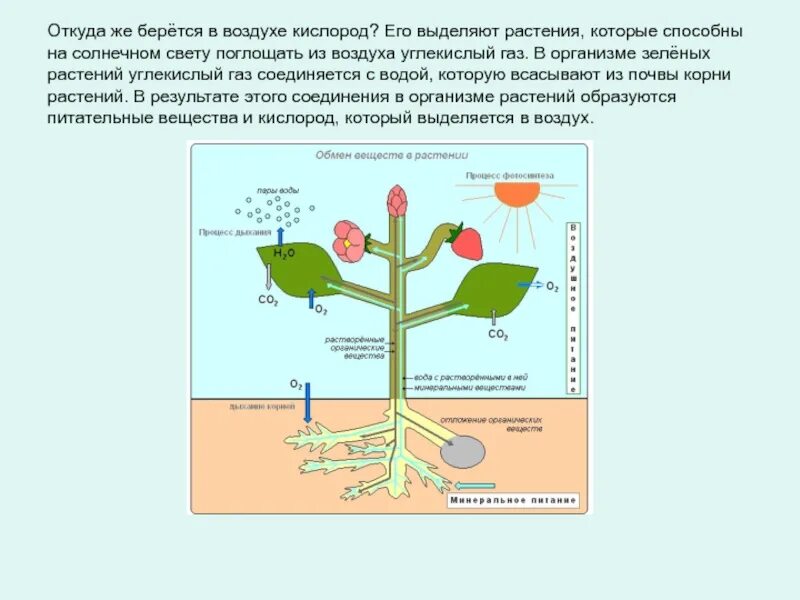 Откуда появился воздух. Выделение углекислого газа растениями. Поступление кислорода в растение. Откуда берется углекислый ГАЗ. Откуда берется кислород в воздухе.