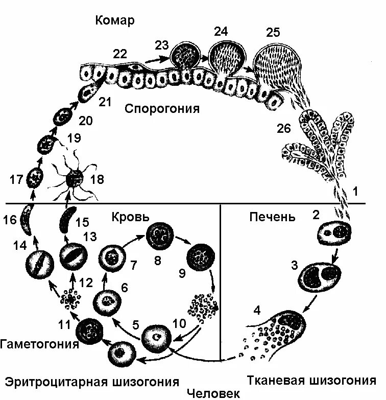 Жизненный цикл споровиков. Схему жизненного цикла малярийного плазмодия (Plasmodium. Малярийный плазмодий жизненный цикл шизогония. Шизогония малярийного плазмодия. Малярия цикл развития малярийного плазмодия