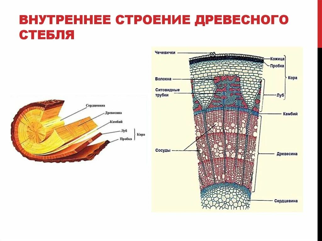 Зарисуйте срезы. Поперечный срез стебля древесного растения строение. Строение среза стебля древесного растения. Поперечный срез древесного стебля рисунок. Строение поперечного среза древесного стебля.