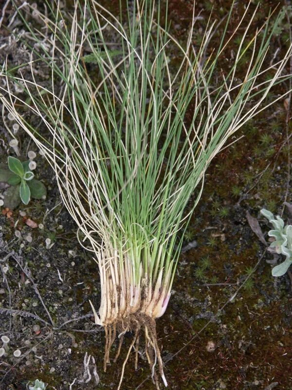 Белоус торчащий. Белоус растение. Белоуса торчащего (Nardus stricta). Белоус НАРДУС Стрикта.