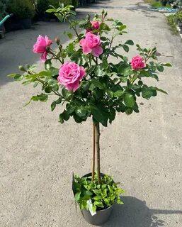 Садовник верхняя пышма